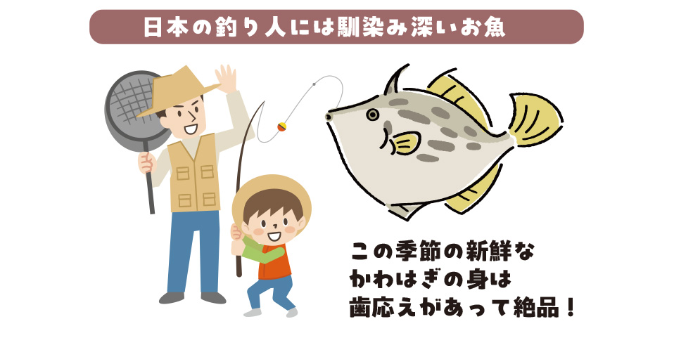 今年のかわはぎの出荷情報