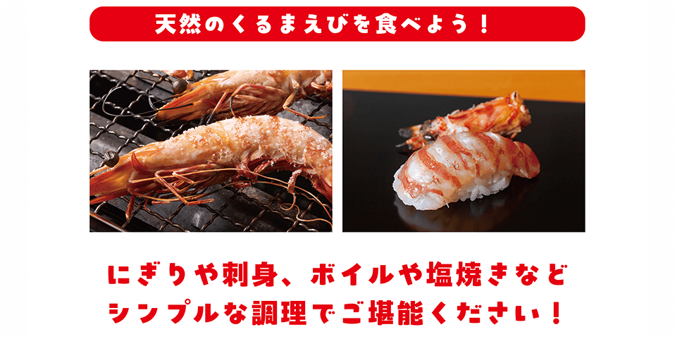 今年のくるまえびの出荷情報