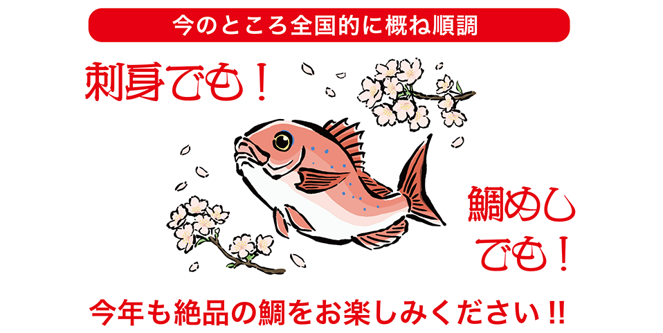 今年のたいの出荷情報